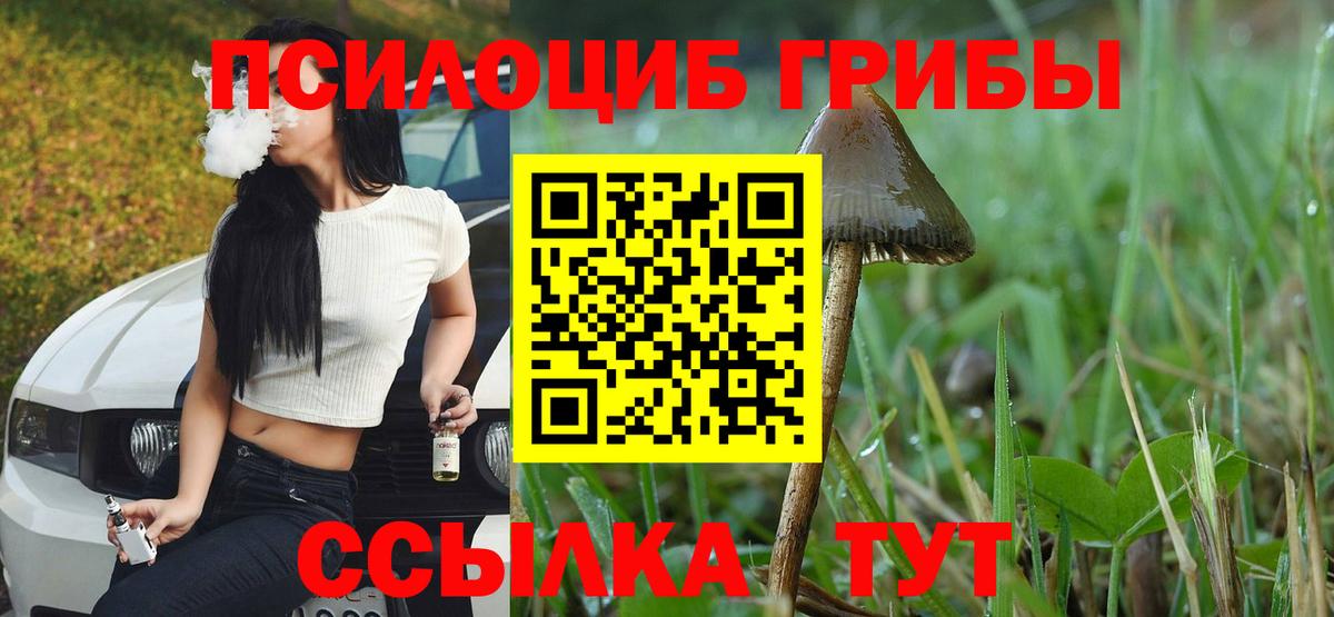 Псилоцибиновые грибы Psilocybine cubensis Ленинск-Кузнецкий